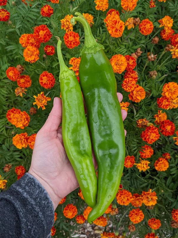 Big Jim Pepper PICKUP ONLY