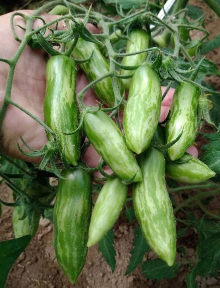 Green Sausage Plant start PICK UP ONLY