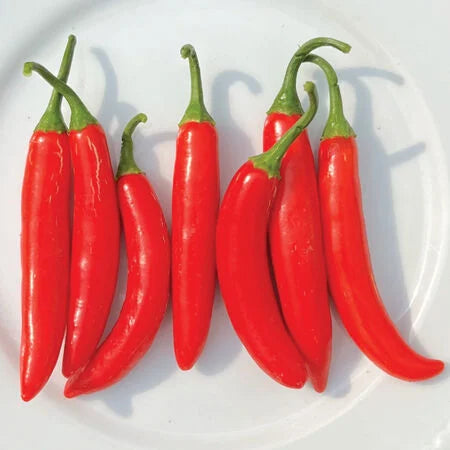 Serrano Pepper PICK UP ONLY