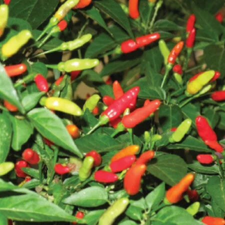 Tabasco Peppers PICK UP ONLY