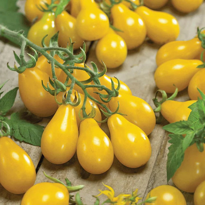 Yellow Pear Tomato PICK UP ONLY