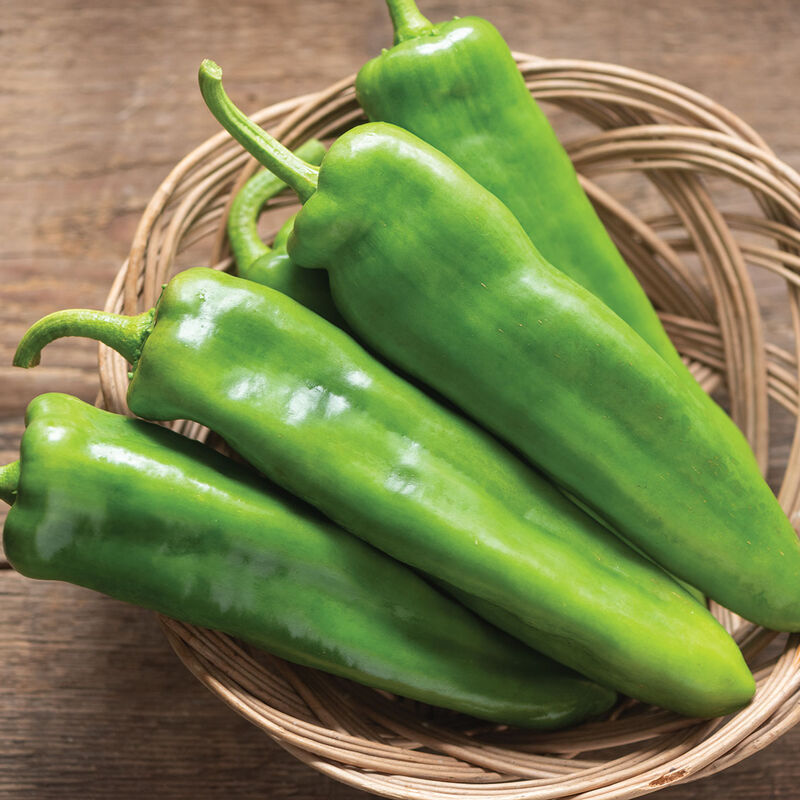 Anaheim Pepper PICKUP ONLY