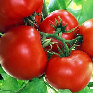 Boxcar Willie Tomato PICK UP ONLY