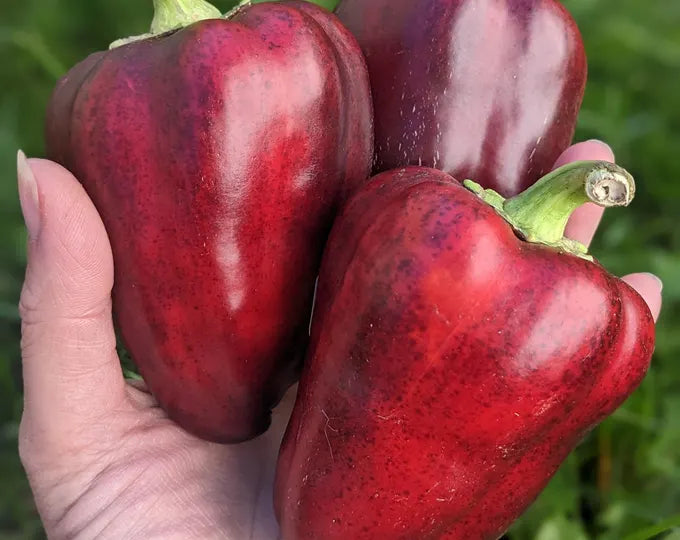 Freckled Plum Pepper PICK UP ONLY