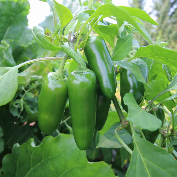Early Jalapeño Pepper PICK UP ONLY