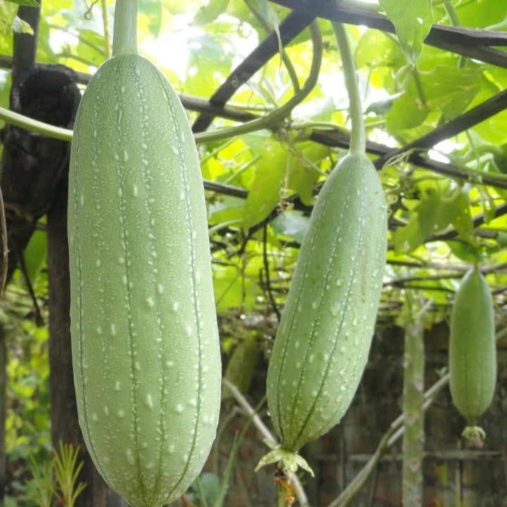 Luffa Gourd PICK UP ONLY
