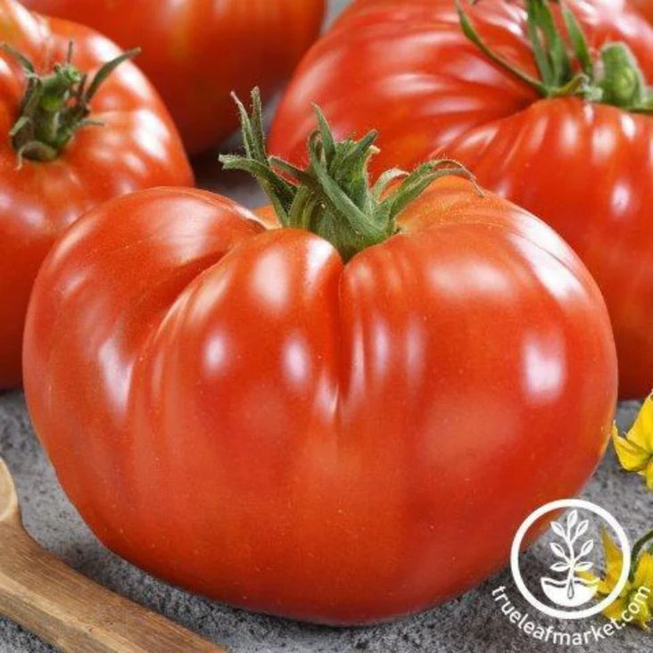Giant Martian Tomato PICK UP ONLY